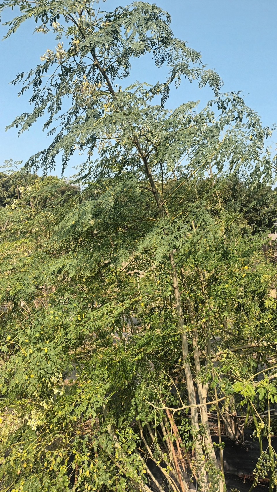 慶祝植樹月 聯合國呼籲 廣泛種植 辣木樹