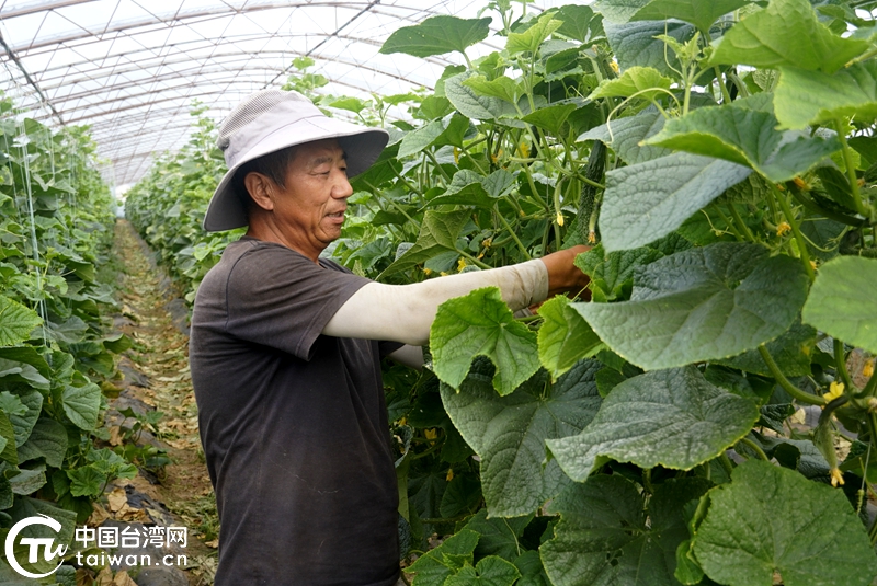 酵素應用激活有機農業 生態種植賦能兩岸田間